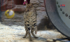 Сервал, тигры и лев: как отметили День кошек в Воронежском зоопарке