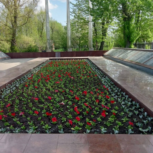 Более 105 тысяч тюльпанов высадили на клумбах Воронежа в этом году