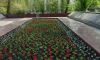 Более 105 тысяч тюльпанов высадили на клумбах Воронежа в этом году