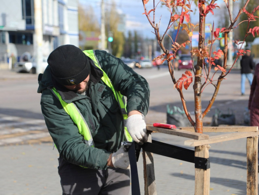 Клёны, липы и рябины высадили осенью в Воронеже