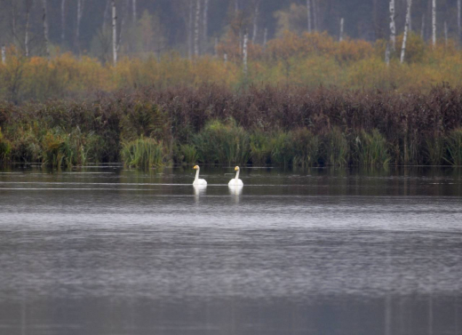 Двух краснокнижных лебедей-кликунов заметили в нацпарке «Лосиный остров»