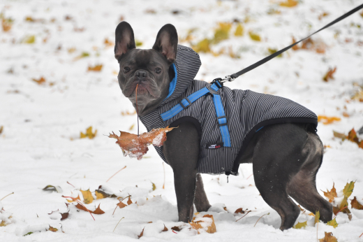 Догхантеры раскидали отраву в московском Тушино и Путилково, есть жертва