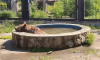 Воронежский зоопарк показал медведицу Машу на водных процедурах