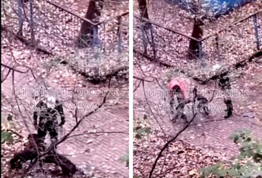 Воронежец натравил своего пса на собаку поменьше, с которой гуляла соседка