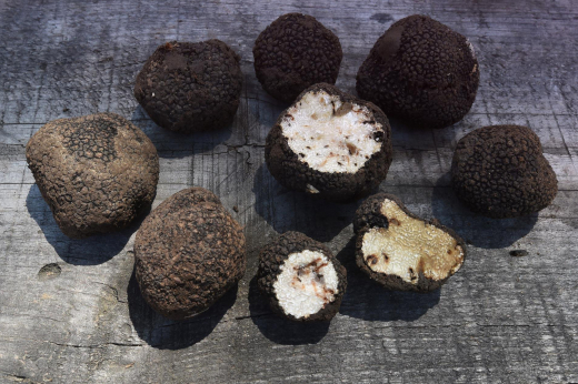 Биолог Глазков: В Московской области начался сезон сбора белого русского трюфеля