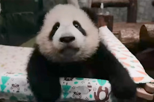 Московский зоопарк рассказал, что панда Катюша уедет в Китай в 4 года
