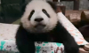 Московский зоопарк рассказал, что панда Катюша уедет в Китай в 4 года