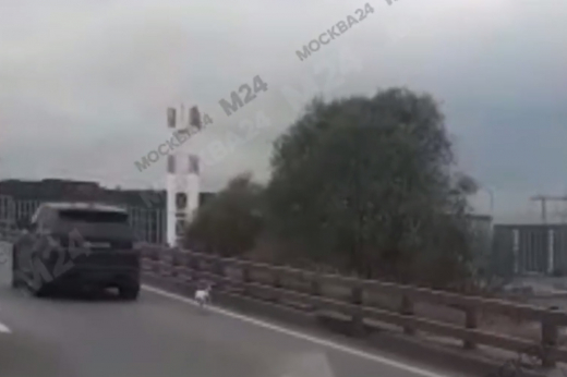 В Москве заметили бегущего за автомобилем по шоссе пса