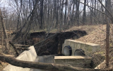 Под Воронежем из-за сброса сточных вод были уничтожены 159 дубов