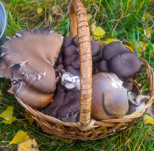Грибники нашли гигантские вешенки под Воронежем