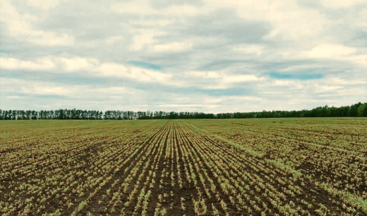 Теплая осень спасла озимые в Воронежской области. Но есть нюансы