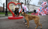 В Москве на фестивале Моспитомец состоится выставка кошек и собак из приютов