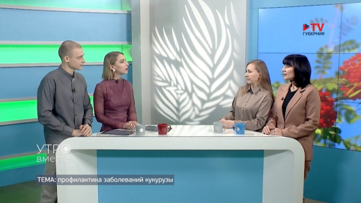 Воронежской кукурузе угрожает опасная болезнь – заражённые зёрна вызывают отравление и аллергию