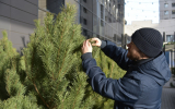 Баснословные цены на живые ёлки возмутили покупателей в Воронеже