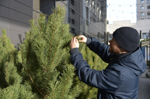 Баснословные цены на живые ёлки возмутили покупателей в Воронеже
