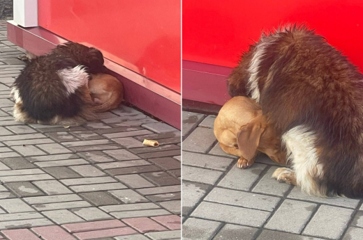 Бродячая собака приютила замёрзшую таксу в Воронежской области