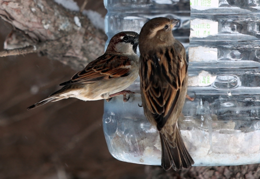 Всероссийскую перепись воробьев проведут в стране с 7 по 15 февраля