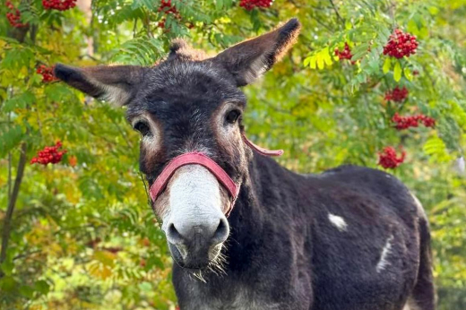 Ослика Жорика, прибывшего из зоны СВО, поселили в Московском зоопарке