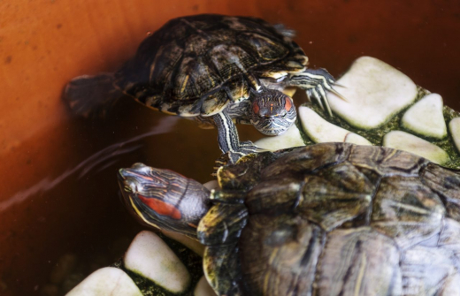 Смытую в унитаз черепашку нашли воронежские коммунальщики в подземном резервуаре