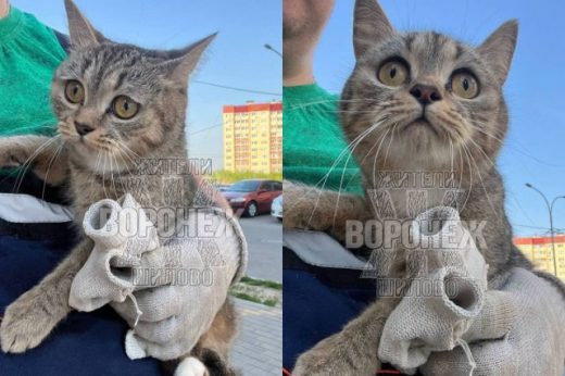 Маленького котика выкинули в мусорный бак в Воронеже