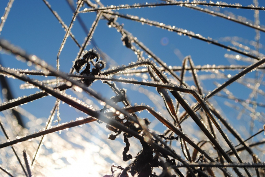 Синоптик Леус: В столичный регион вернутся ночные заморозки