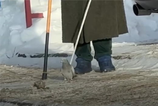 В Москве заметили пенсионерку с голубем в качестве питомца