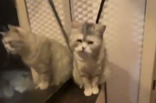 Арендатор поселила в квартире в Москве 38 кошек, положив умерших в холодильник