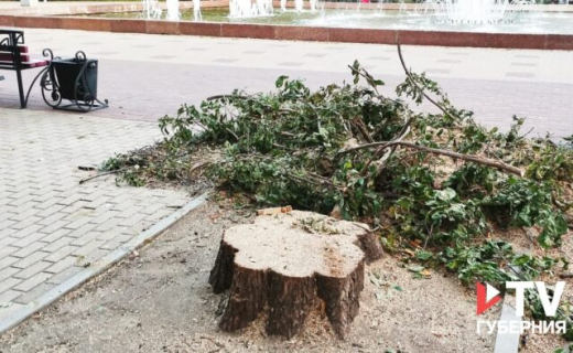 Несколько крупных деревьев спилили в воронежском Кольцовском сквере