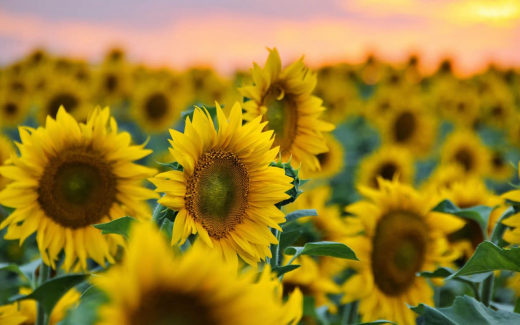 «ФосАгро-Регион» и воронежский «Золотой Початок» подписали соглашение о совместной дистрибуции семян